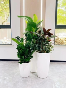 宁波奉化盆景租摆