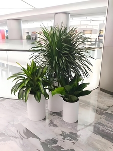 宁波余姚盆景租摆专业 宁波余姚盆景租摆专业